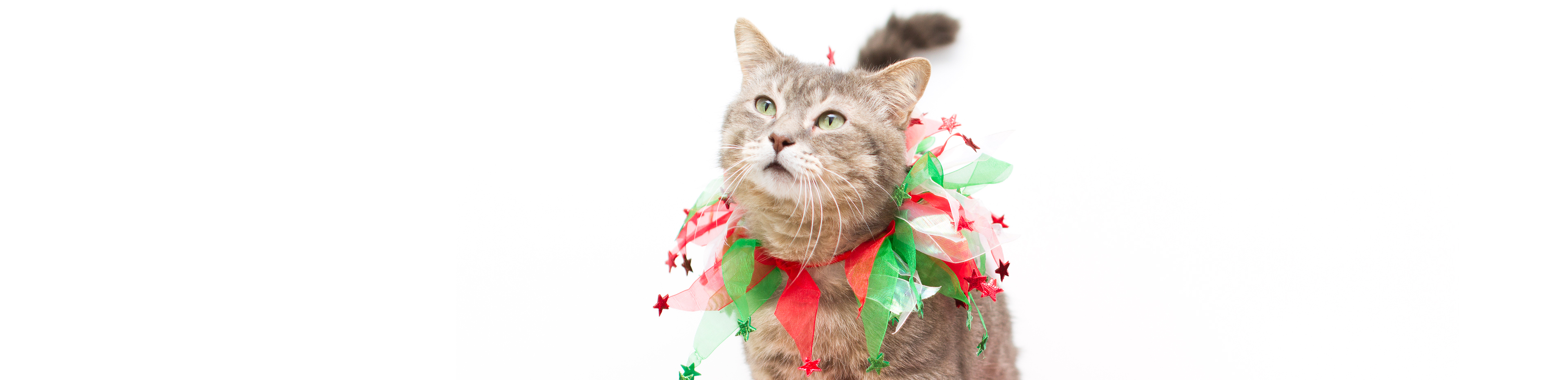 Cat with a christmas decorated collar promotes buying Christmas presents for pets blog